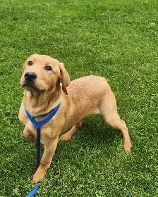 4 young male Labrador Retrievers available. - Photo 4