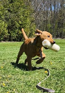 4 young male Labrador Retrievers available. - Photo 5