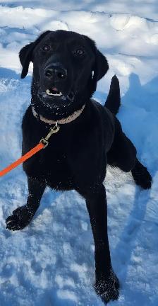 4 young male Labrador Retrievers available. - Photo 6