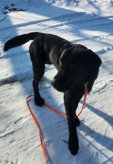 4 young male Labrador Retrievers available. - Photo 7