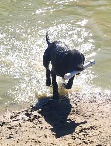 4 young male Labrador Retrievers available. - Photo 8