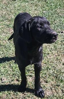 4 young male Labrador Retrievers available. - Photo 9