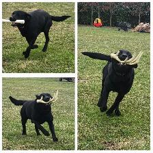 4 young male Labrador Retrievers available. - Photo 10