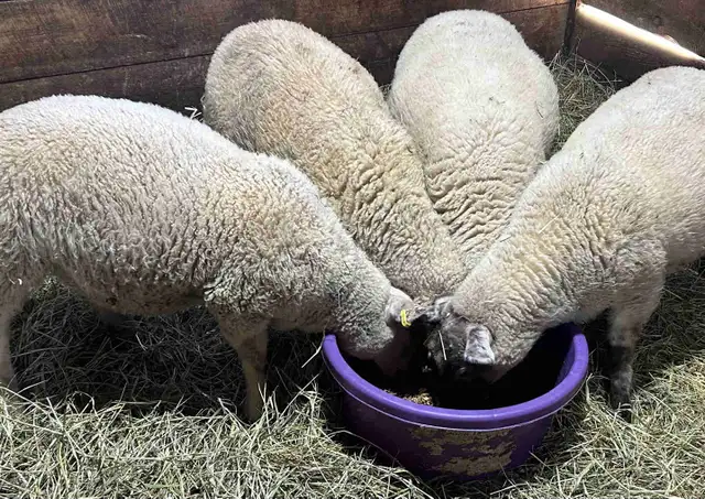 Sheep. Ewe lambs for sale