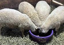 Sheep. Ewe lambs for sale