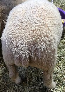 Sheep. Ewe lambs for sale - Photo 2