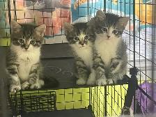 3 chatons mâles tigré et blanc Drummondville