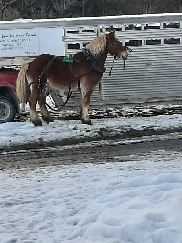 LIVESTOCK TRAILER DELIVERY