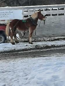 LIVESTOCK TRAILER DELIVERY