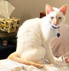 Beautiful flame point 5 month old kitten.