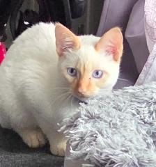 Beautiful flame point 5 month old kitten. - Photo 2