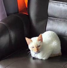 Beautiful flame point 5 month old kitten. - Photo 3