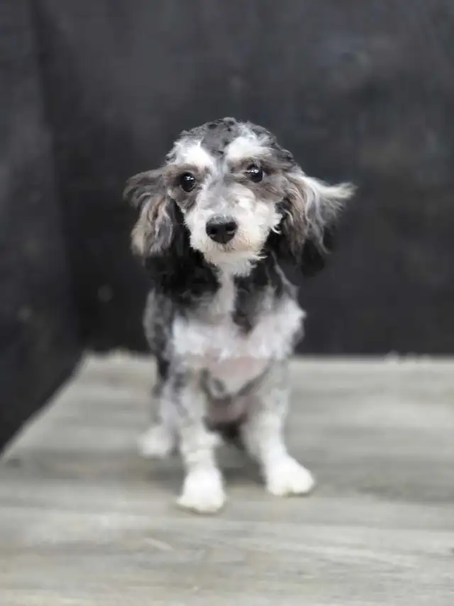 Bichonpoo female.