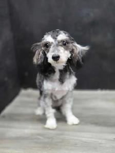 Bichonpoo female.