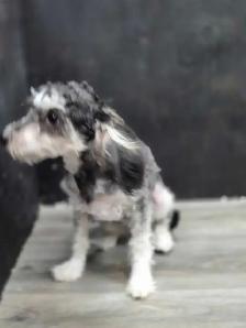Bichonpoo female. - Photo 2