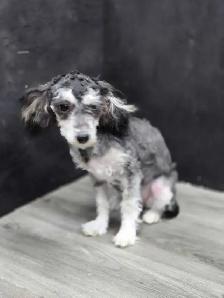 Bichonpoo female. - Photo 3