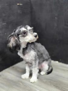 Bichonpoo female. - Photo 4