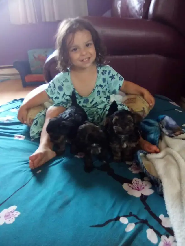 yorki puppy