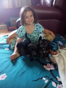 yorki puppy