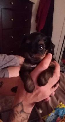yorki puppy - Photo 2