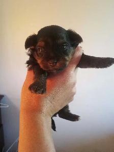yorki puppy - Photo 3