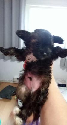 yorki puppy - Photo 4