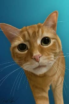 Pet Portraits - Photo 2