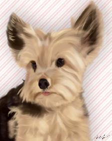 Pet Portraits - Photo 4