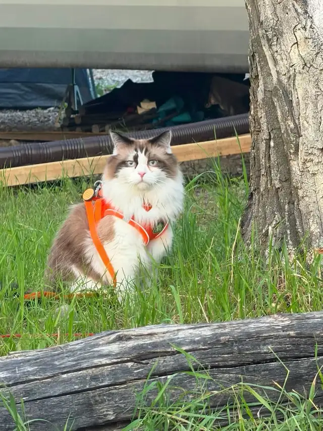 Missing Cat from Nature’s Hideaway Family Campground
