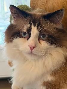 Missing Cat from Nature’s Hideaway Family Campground - Photo 2