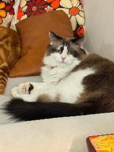 Missing Cat from Nature’s Hideaway Family Campground - Photo 3