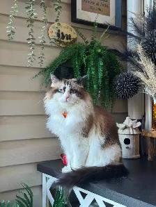 Missing Cat from Nature’s Hideaway Family Campground - Photo 4