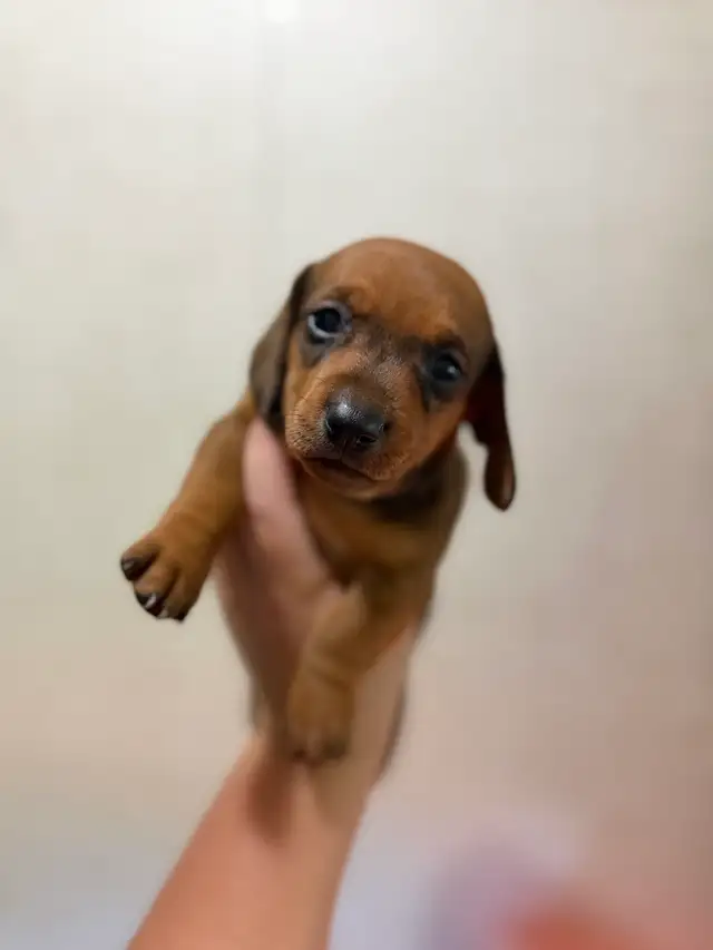 Dachshund Female