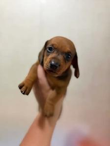 Dachshund Female