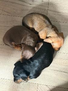 Dachshund Female - Photo 2