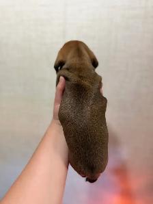 Dachshund Female - Photo 3