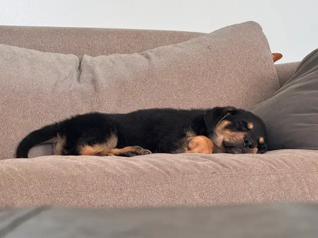 rehoming rottie x german shepherd