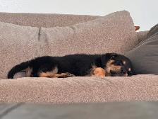 rehoming rottie x german shepherd