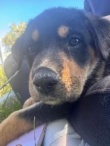rehoming rottie x german shepherd - Photo 2