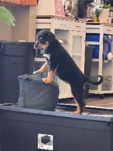 rehoming rottie x german shepherd - Photo 3