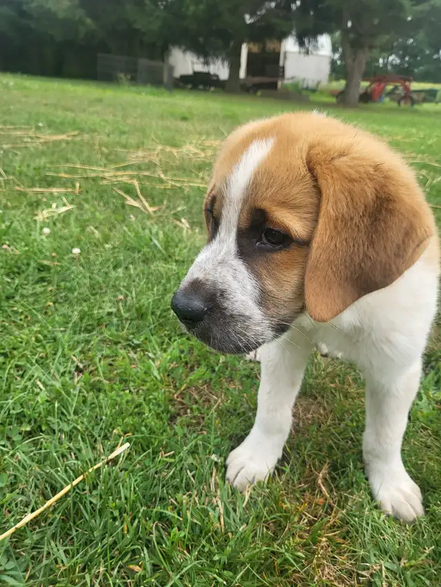 Saint Bernhard/Newfoundland cross puppy for sale