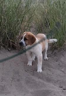 Saint Bernhard/Newfoundland cross puppy for sale - Photo 2