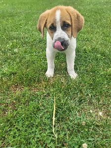 Saint Bernhard/Newfoundland cross puppy for sale - Photo 3