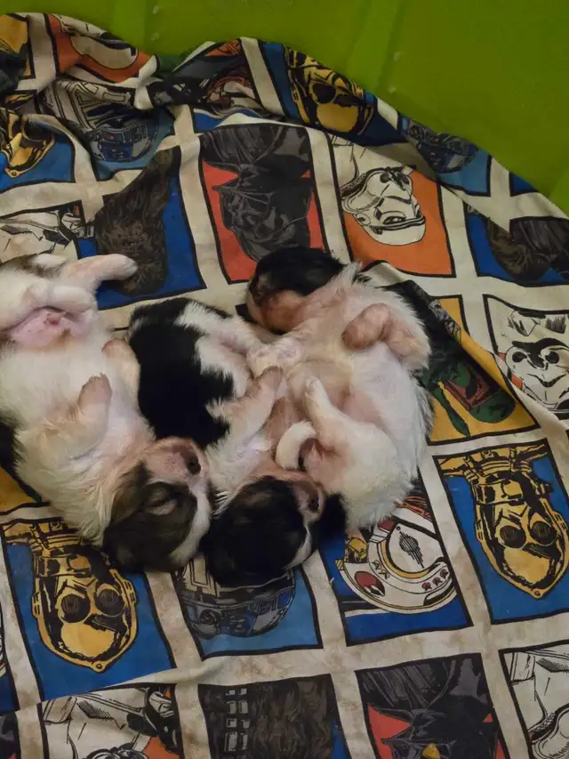 Shih Tzu Puppies
