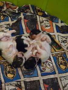 Shih Tzu Puppies
