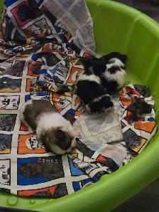 Shih Tzu Puppies - Photo 2
