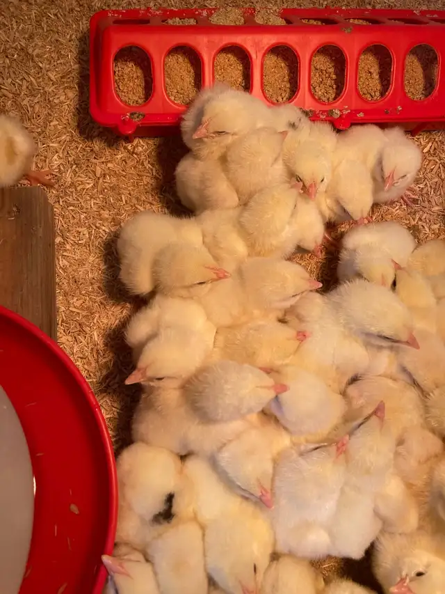 Meat Chicks!