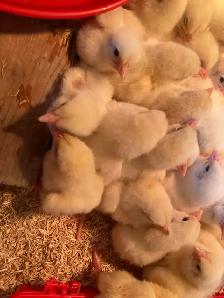 Meat Chicks! - Photo 2