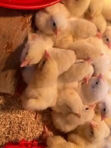 Meat Chicks! - Photo 4