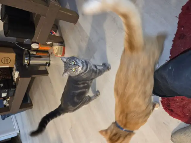 2 fixed male cats need to be rehomed today